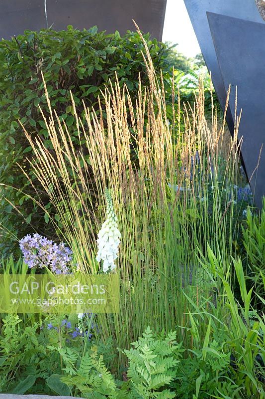 Reedgrass, Calamagrostis 