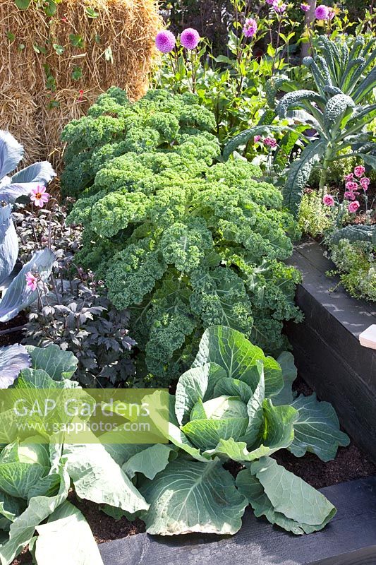 Bed with cabbage; Brassica oleracea Reflex; Brassica oleracea Samarsh,Brassica oleracea Redbor 