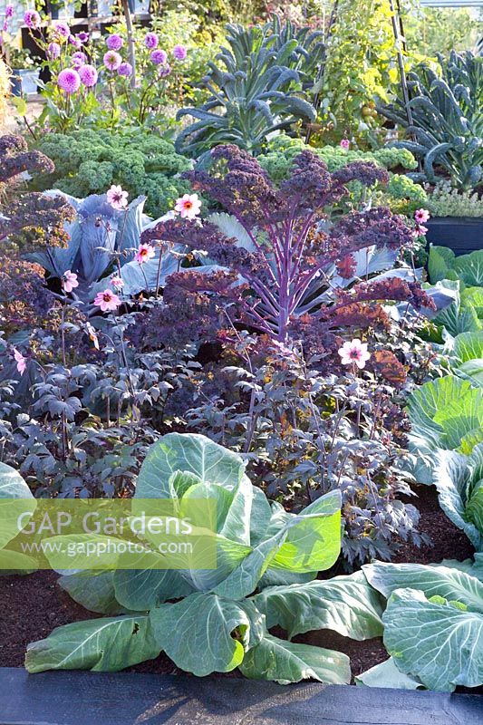 Bed with cabbage; Brassica oleracea Reflex; Brassica oleracea Dutchman, Brassica oleracea Redbor, Brassica oleracea Cavolo nero 