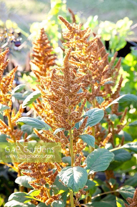 Quinoa, Chenopodium quinoa 