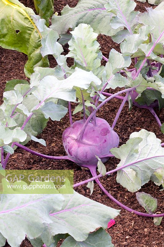 Portrait Kohlrabi, Brassica oleracea Kolibri 