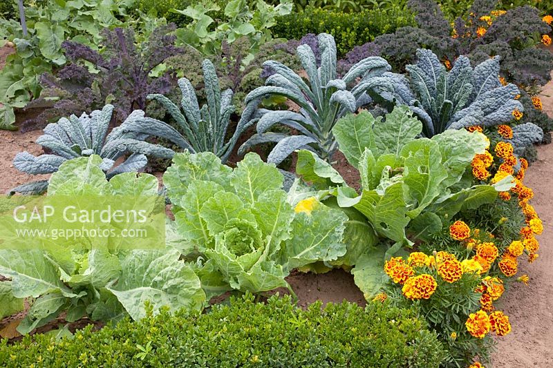 Bed with kale, palm cabbage and savoy cabbage, Brassica oleracea Redbor, Brassica oleracea Nero di Toscana, Brassica oleracea Bloemendaalse Gele 