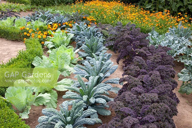 Bed with kale, palm cabbage and savoy cabbage, Brassica oleracea Redbor, Brassica oleracea Nero di Toscana, Brassica oleracea Bloemendaalse Gele 