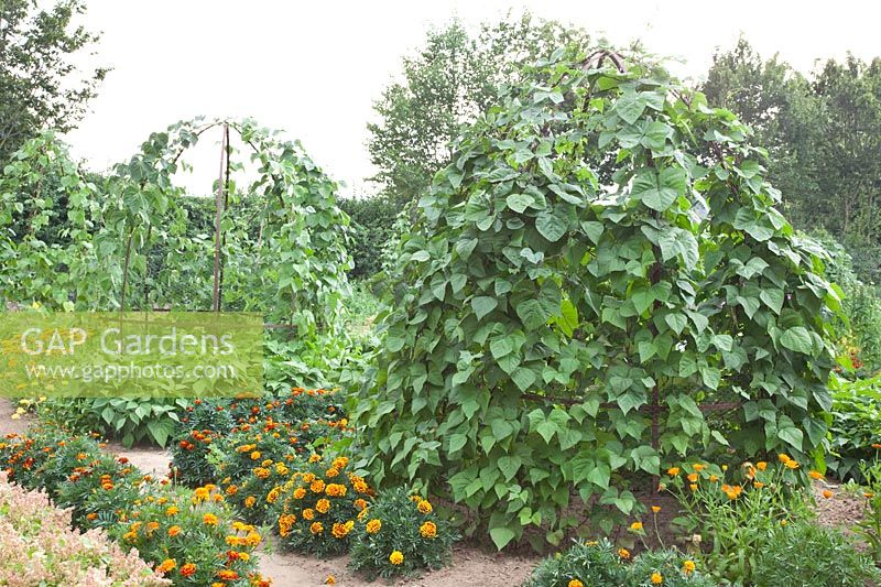 Beans on the trellis, Phaseolus vulgaris Blaue Hilde 