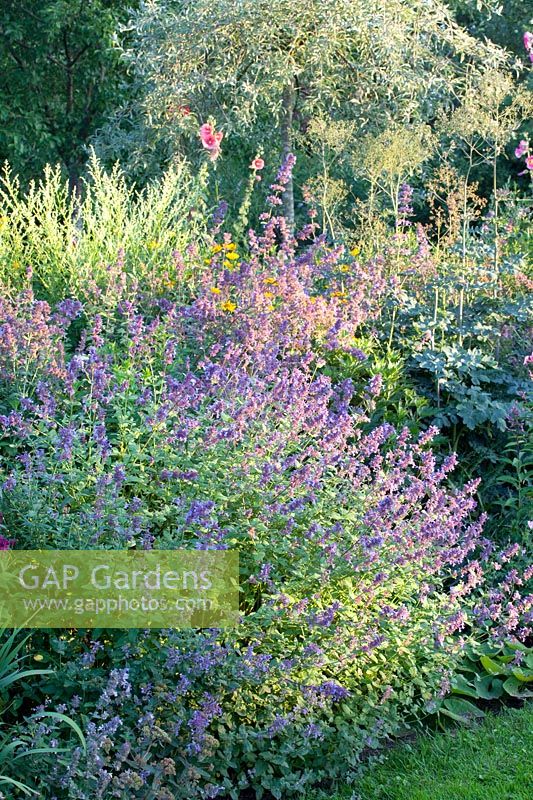 Bed with catnip, Nepeta faassenii Walkers Low 