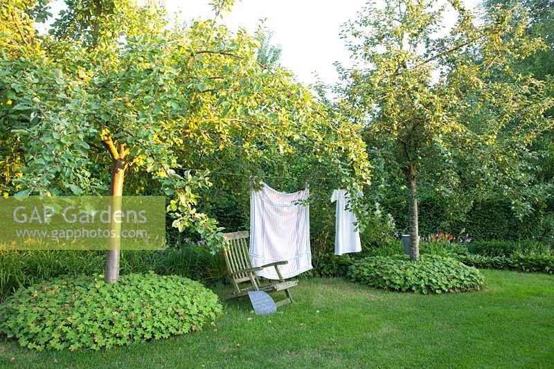 Seating area under apple trees, Malus domestica 
