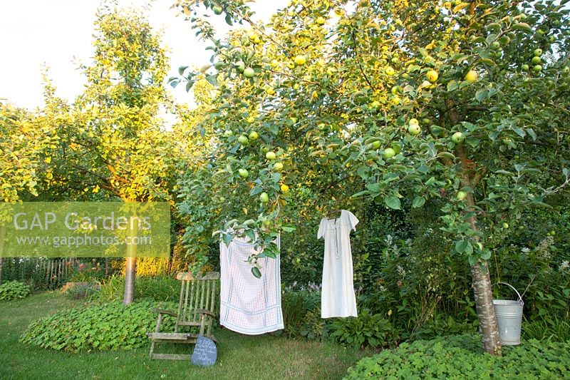 Seating area under apple trees, Malus domestica 