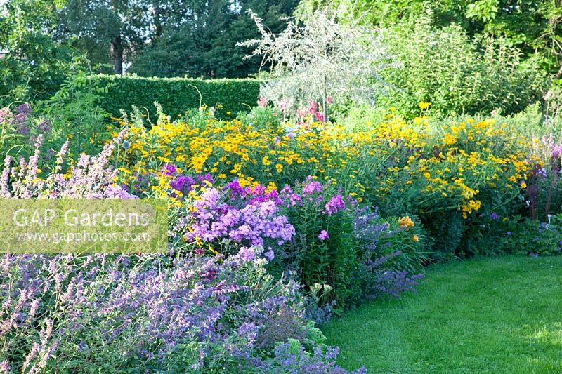 Bed with Nepeta faassenii Walkers Low, Phlox paniculata, Helianthus decapetalus 