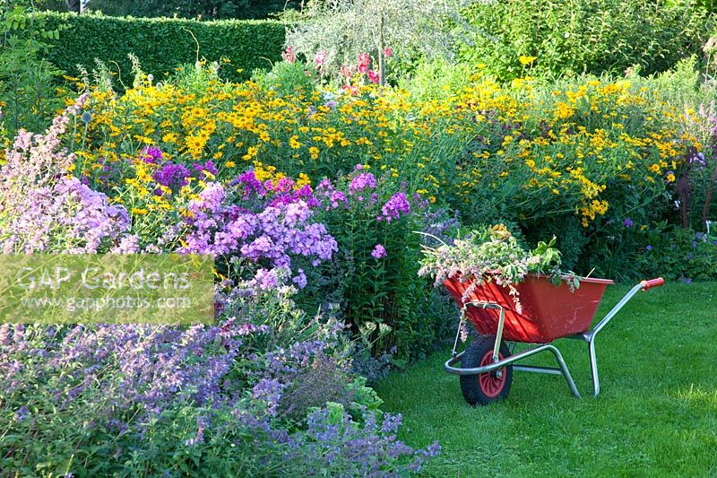 Bed with Nepeta faassenii Walkers Low, Phlox paniculata, Helianthus decapetalus 