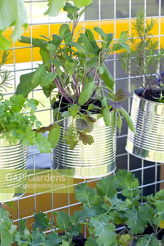 Sage in a tin, Salvia officinalis 