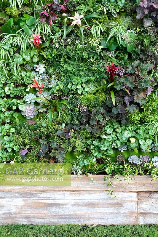 Vertical plant wall with perennials 