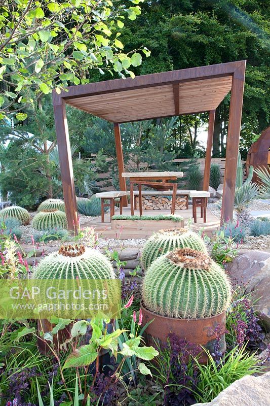 Garden with cacti, Echinocactus grusonii 