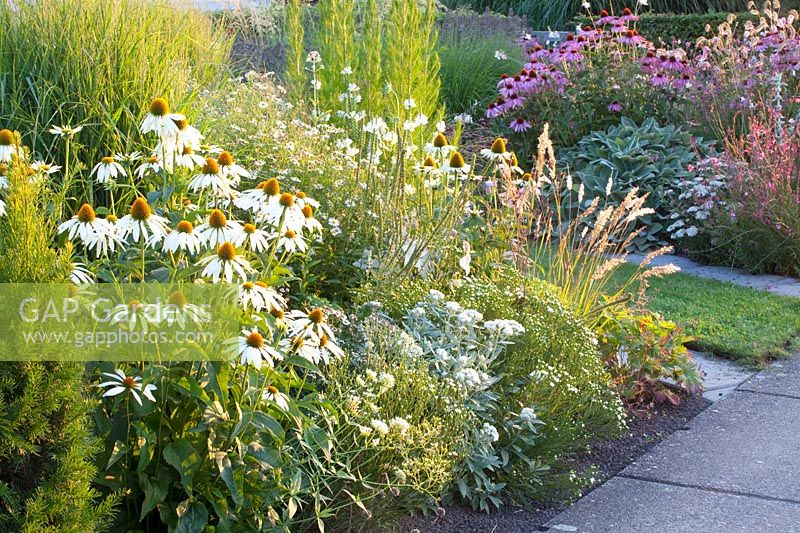 Bed with Echinacea purpurea Alba, Kalimeris incisa Alba, Anaphalis triplinervis, Chelone obliqua Alba, Melica ciliata 