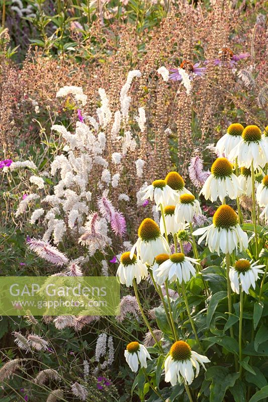 Bed with Echinacea purpurea Alba, Sanguisorba obtusa, Melica ciliata 