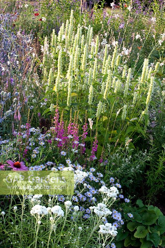 Bed with Agastache rugosa Alabaster, Kalimeris incisa Blue Star, Anaphalis marginata Neuschnee, Lythrum salicaria 