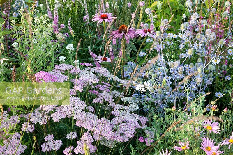 Eryngium planum Blue Dwarf, Achillea millefolium Apple Blossom 