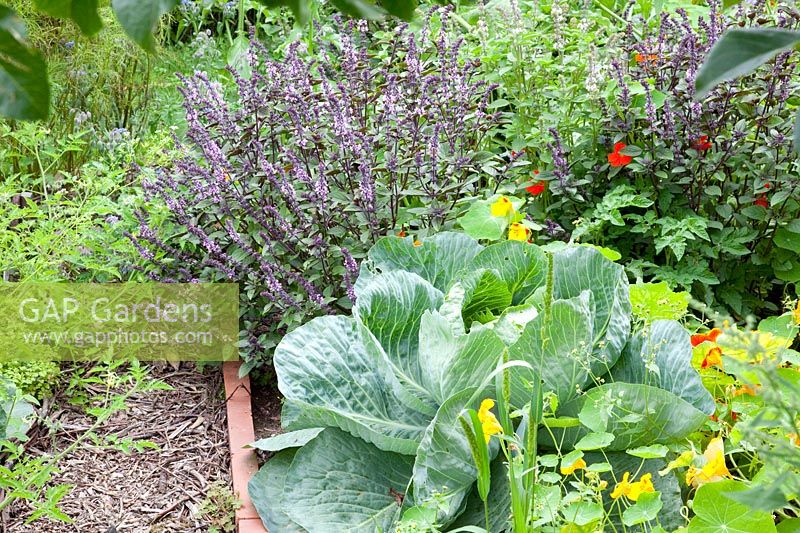 Bed with white cabbage and basil, Brassica oleracea, Ocimum basilicum African Blue 