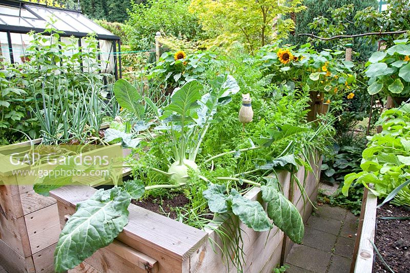 Raised beds with vegetables 