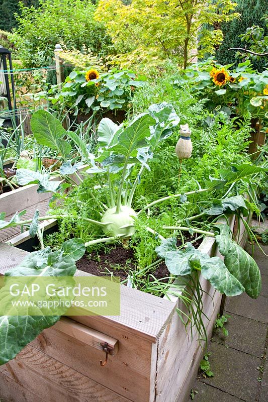 Raised beds with vegetables 