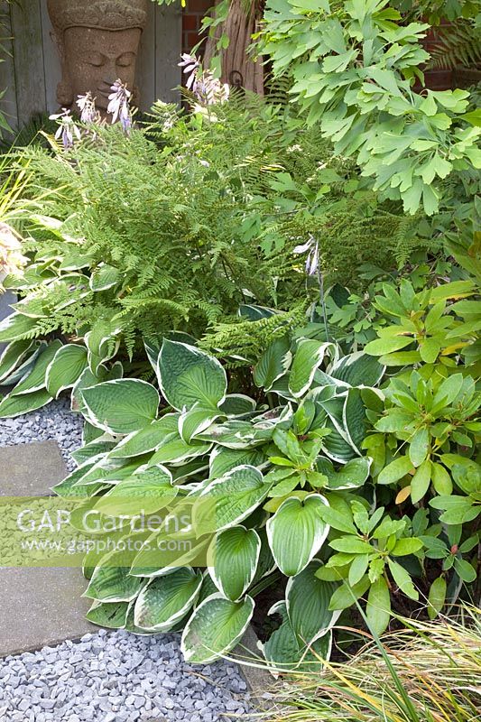 Shade bed with Funkie, Hosta 