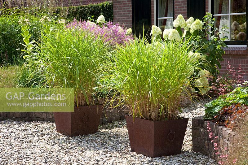 Chinese silver grass in pots, Miscanthus sinensis 