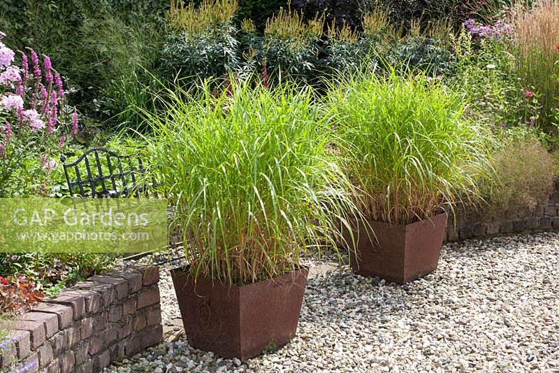 Chinese silver grass in pots, Miscanthus sinensis 