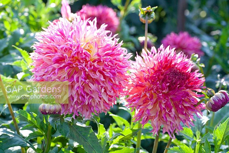 Staghorn Dahlia, Dahlia Myrtle's Folly 