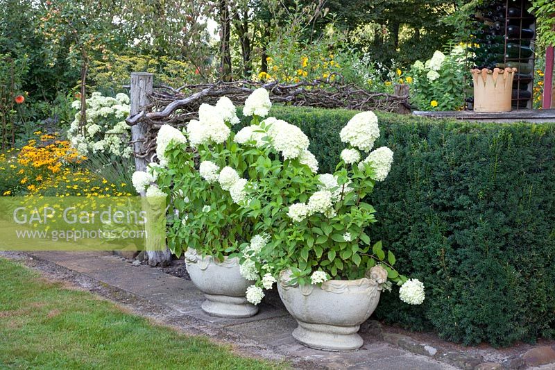 Pots with Hydrangea paniculata Limelight 