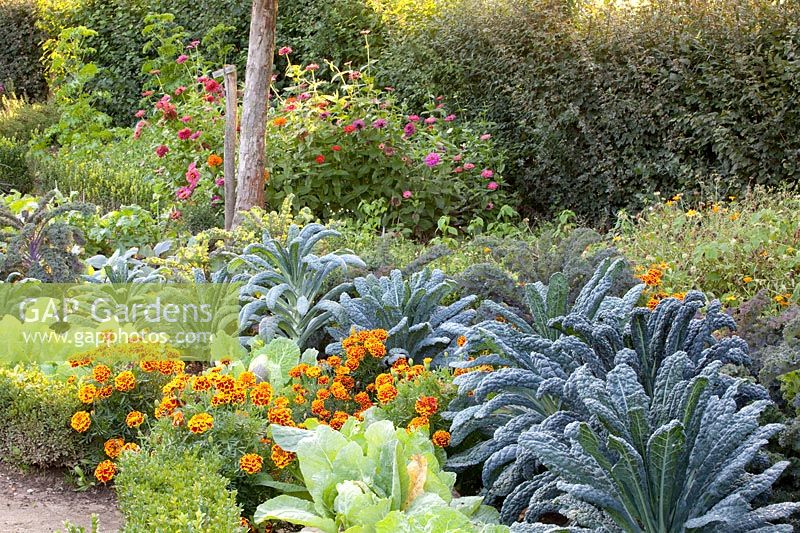 Tuscan palm cabbage, savoy cabbage and marigolds, Brassica oleracea Nero di Toscana, Brassica oleracea Bloemendaalse Gele, Tagetes patula 