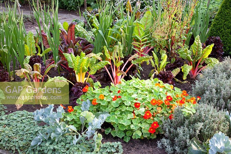 Cottage garden in late summer, Tropaeolum, Beta vulgaris 