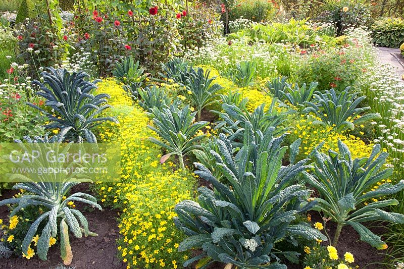 Cottage garden in late summer with palm cabbage, marigolds and chives 