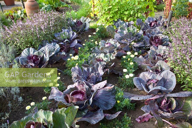 Cottage garden in late summer, Brassica oleracea Kalibos, Ocimum basilicum African Blue, Tagetes 