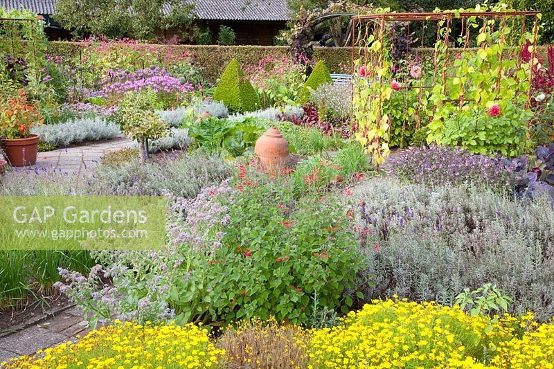 Cottage garden in late summer, marigolds, lavender, borage, pineapple sage, marigolds, lavandula, Borago officinalis, Salvia rutilans 