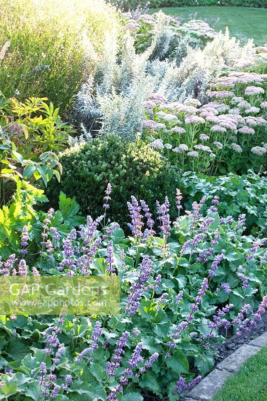 Perennial bed in late summer with Sedum Herbstfreude, Artemisia ludoviciana Silver Queen, Salvia verticillata Purple Rain 