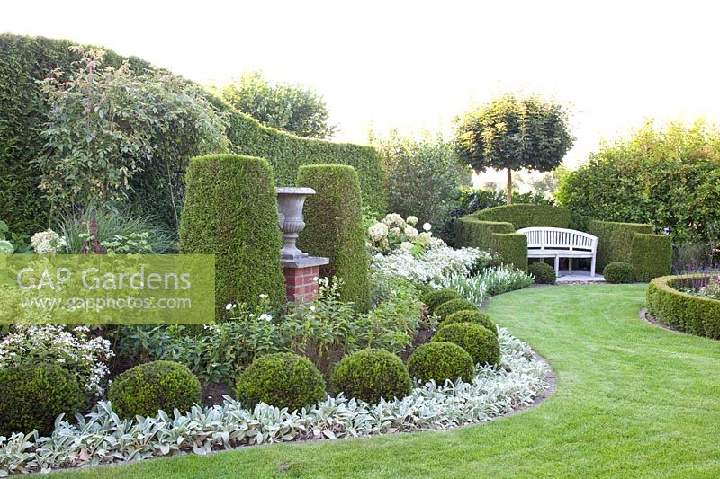 White garden with Thuja hedges, Stachys byzantina, Aster divaricatus, Salvia nemorosa Adrian, Taxus, Thuja occidentalis Brabant, Thuja occidentalis Smaragd, Acer platanoides Globosum 