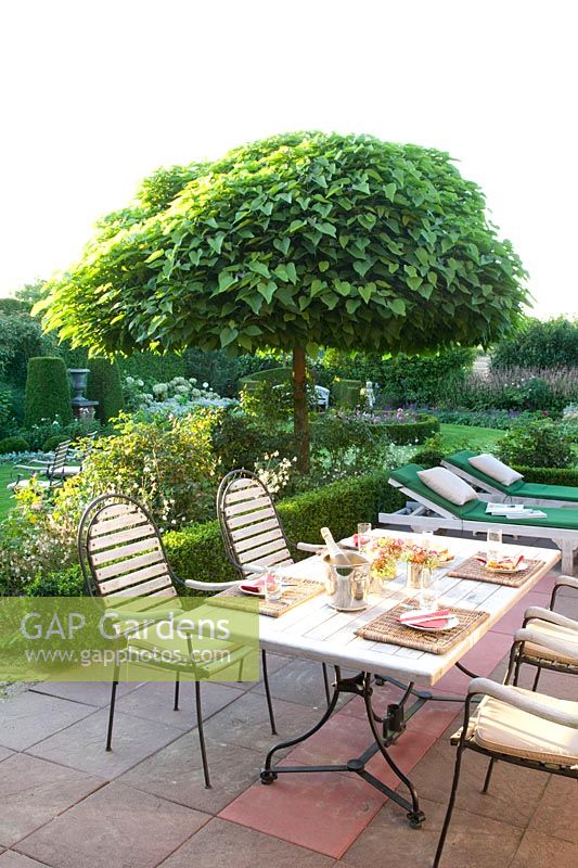 Terrace with trumpet tree, Catalpa bignonioides 