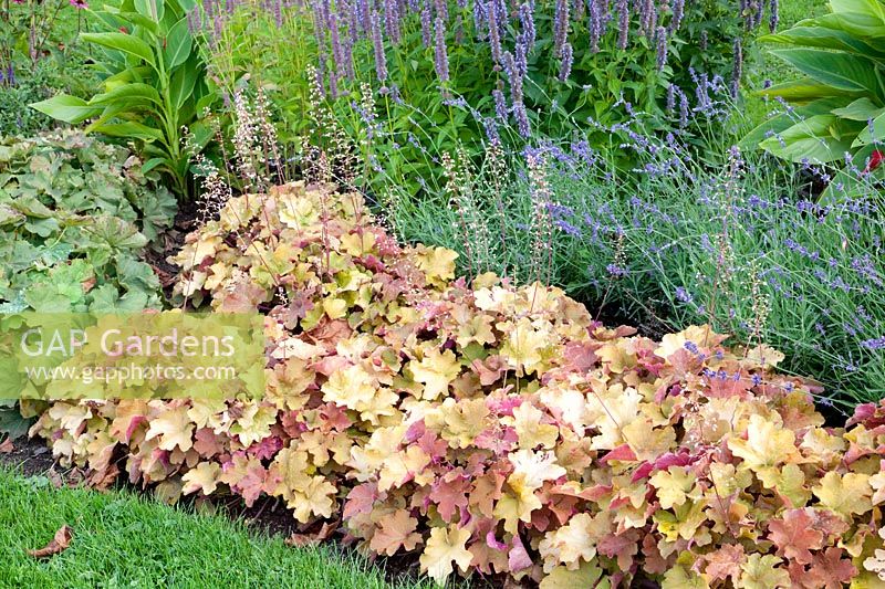 Heuchera Caramel, Heuchera Caramel 