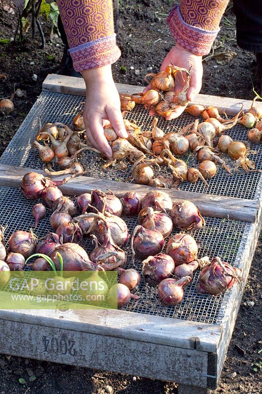 Laying out onions to dry, Allium cepa 