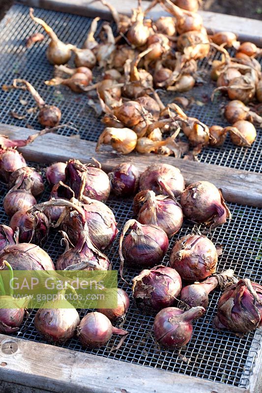 Laying out onions to dry, Allium cepa 