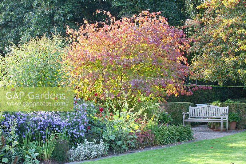 Seating area at a flowerbed with spindle tree and asters, Euonymus europaeus, Aster Marie Ballard 