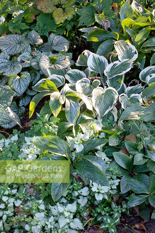 Ground cover at the edge of the woodland 