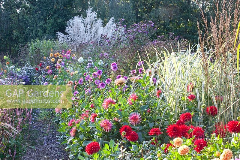 Bed with dahlias and Miscanthus sinensis Variegatus 