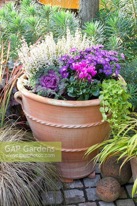 Autumn planting with Erica gracilis, Lysimachia nummularia, Aster dumosus, Brassica oleracea, Cyclamen persicum 