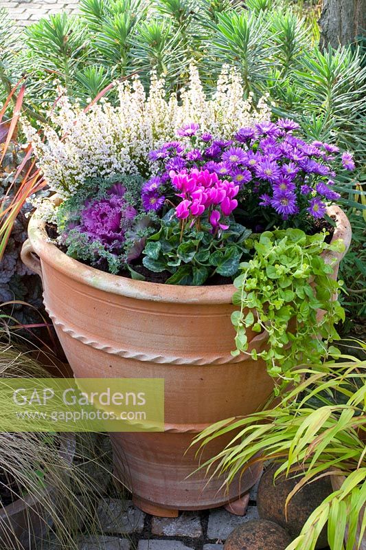 Autumn planting with Erica gracilis, Lysimachia nummularia, Aster dumosus, Brassica oleracea, Cyclamen persicum 