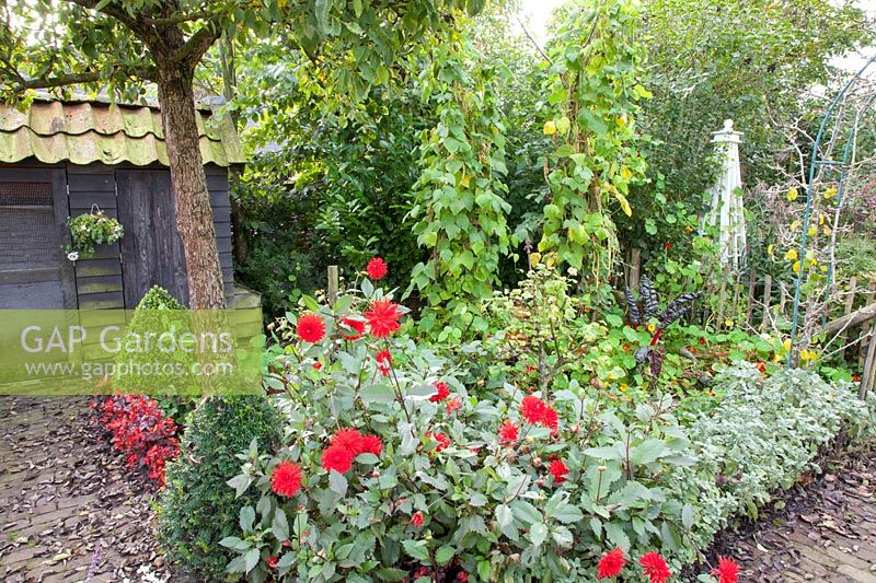 Vegetable garden in autumn, Dahlia Garden Miracle, Phaseolus vulgaris 