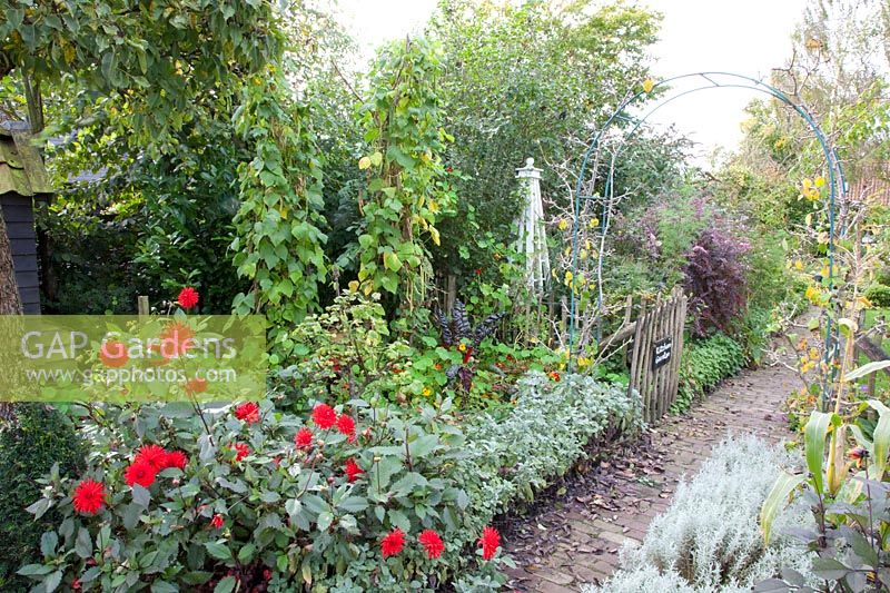 Vegetable garden in autumn, Dahlia Garden Miracle, Phaseolus vulgaris 