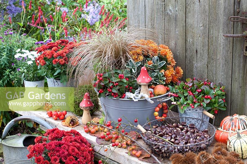 Autumn planting with sedge, creeping spindle, chrysanthemum and winterberry 