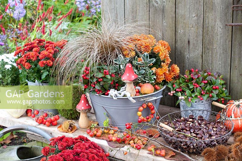 Autumn planting with sedge, creeping spindle, chrysanthemum and winterberry 