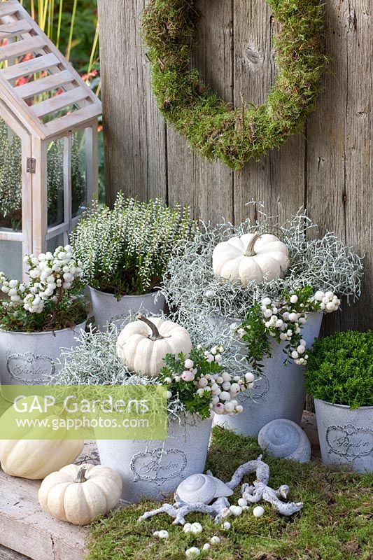 Pots with Hebe, Barbed Wire Plant, Snowberry and Pumpkin Baby Boo, Hebe armstrongii, Calocephalus brownii, Symphoricarpos, Cucurbita Baby Boo 