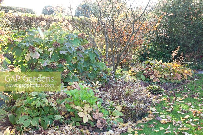 Autumn bed with hydrangea, wood aster and show leaf, Hydrangea quercifolia, Aster divaricatus, Rodgersia pinnata 